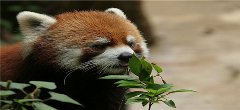 仙芝竹尖熊猫馆仙芝竹尖熊猫馆_副本