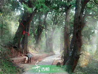 翠云廊1