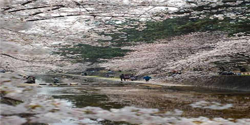 长-岚山小火车山樱观光 岚山小火车山樱观光 岚山小火车山樱观光 岚山小火车山樱观光 (1)