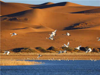 天鹅湖景区天鹅湖景区天鹅湖景区天鹅湖景区天鹅湖景区