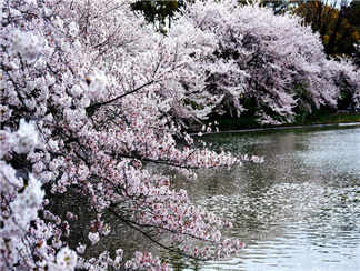 河口湖 河口湖