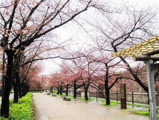 大阪城公园 大阪城公园 大阪城公园