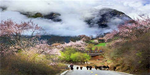 长-嘎拉桃花村 (2)