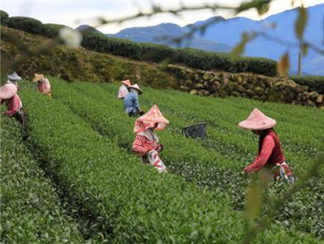 茶园茶园茶园