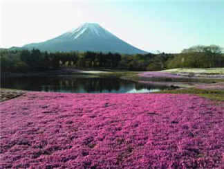 本栖湖富士芝樱公园