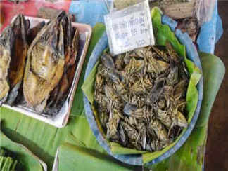 野味市场