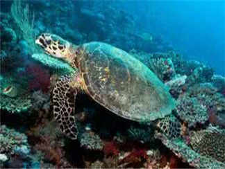赫尔格达水族馆赫尔格达水族馆